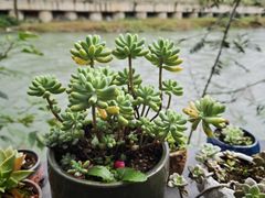 -生宇山珍野生菌汤锅•始于2002(双流古塔店)