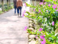 -合肥滨湖国家森林公园