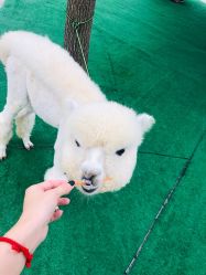 -萌宠亲子动物乐园(槐房万达店)