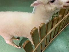 -藦茜花园宠物主题亲子互动体验馆(国顺东路店)