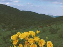 -大姆山草场