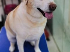 -乐琪宠物(青塔西路店)