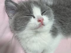 -小猫来了·猫舍(红山六九七九店)