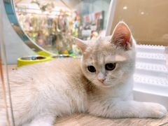 -BABIT巴比特宠物(MOMOPARK店)