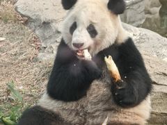 -武汉动物园