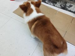 -小梁哥云吞面(黄贝岭店)