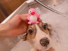 -PETKIT小佩宠物(古北店)