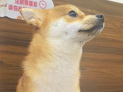 -瑞鹏宠物医院·夜间急症·心超·猫科(祖庙分店)