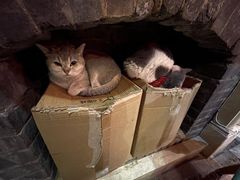 -猫色咖啡·猫咖