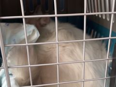 -伟伟宠物医院·瑞派猫友好医院·猫科(光谷店)