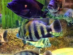 -上海海洋水族馆