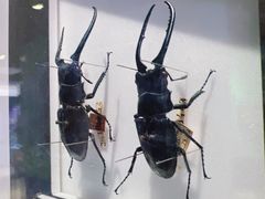 -上海昆虫博物馆