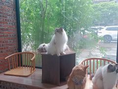 -豆逗聊愈猫阁Easy Life