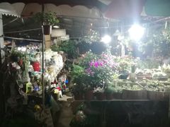 -曲阳花鸟市场(曲阳路店)