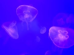 -福州罗源湾海洋世界旅游区