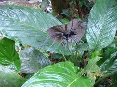 -瑞丽独树成林风景区