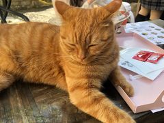 -喵屿·大理花园猫咖