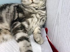 -纳吉亚猫专科动物医院·北北分院