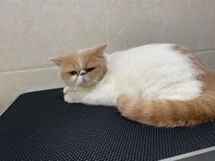 -瑞派旺宝宠物医院·犬猫全科综合·尿道专科(莲兴院)