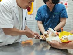 -瑞派名望志远动物医院·猫科·內科·异宠专科(直港大道店)