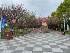 -高东镇樱花园