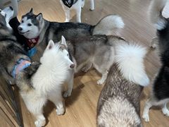 -Husky Go! 哈士奇体验馆·宠物咖啡厅狗咖