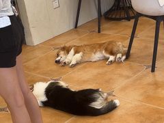 -Let's go狗咖·猫咖·奶狗·桌游(春熙路IFS店)