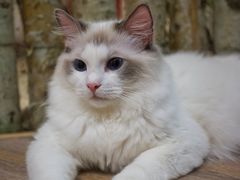 -酷豆宠物咖啡·宠物美食·撸猫馆