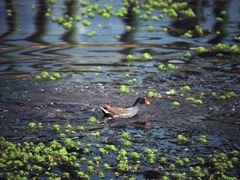 -西湖风景区-江洋畈生态公园