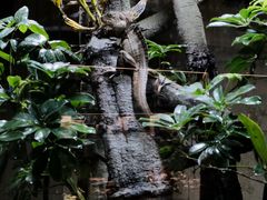 -帕帕拉兹宠物(亚洲旗舰店)