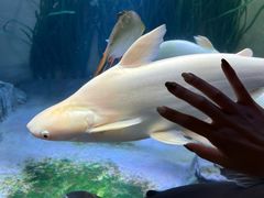 -上海海洋水族馆