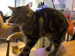 -平行世界·猫咖(首经贸店)