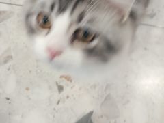 -飞行喵MR PILOT|猫舍·猫咖(静安大融城店)