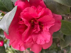 -大邑李记肥肠血旺