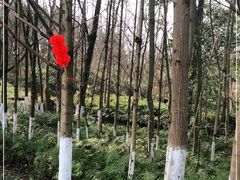 -桤木河湿地公园