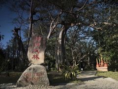 -瑞丽独树成林风景区