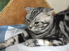 -北京佳信宠物医院