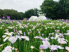 -上海共青森林公园