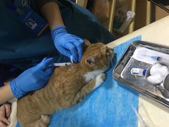 -芭比堂宠物医院·全科爱猫医院·仁德分院