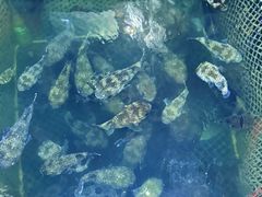 -蓝湾碧波·老字号·疍家非遗海上餐厅