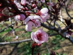 -东升八家郊野公园