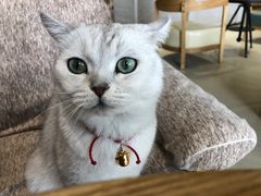 -藏猫猫咖啡主题馆(中央大道店)