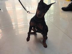 -康爱犬猫诊所·牙专科·骨外科·影像内科(丰宁店)