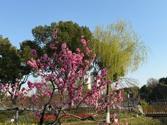 -圩墩遗址公园