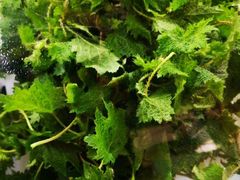 -黔府豆米火锅野菜馆(南马店)