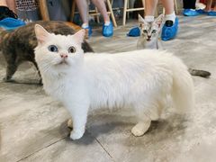 -楼上猫咖(罗湖店)