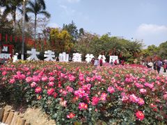 -番禺大夫山森林公园