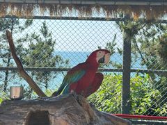 -西霞口神雕山野生动物世界