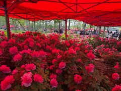 -洛阳市隋唐城遗址植物园
