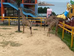 -西霞口神雕山野生动物世界